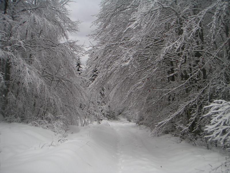 montée au col du Mollard
