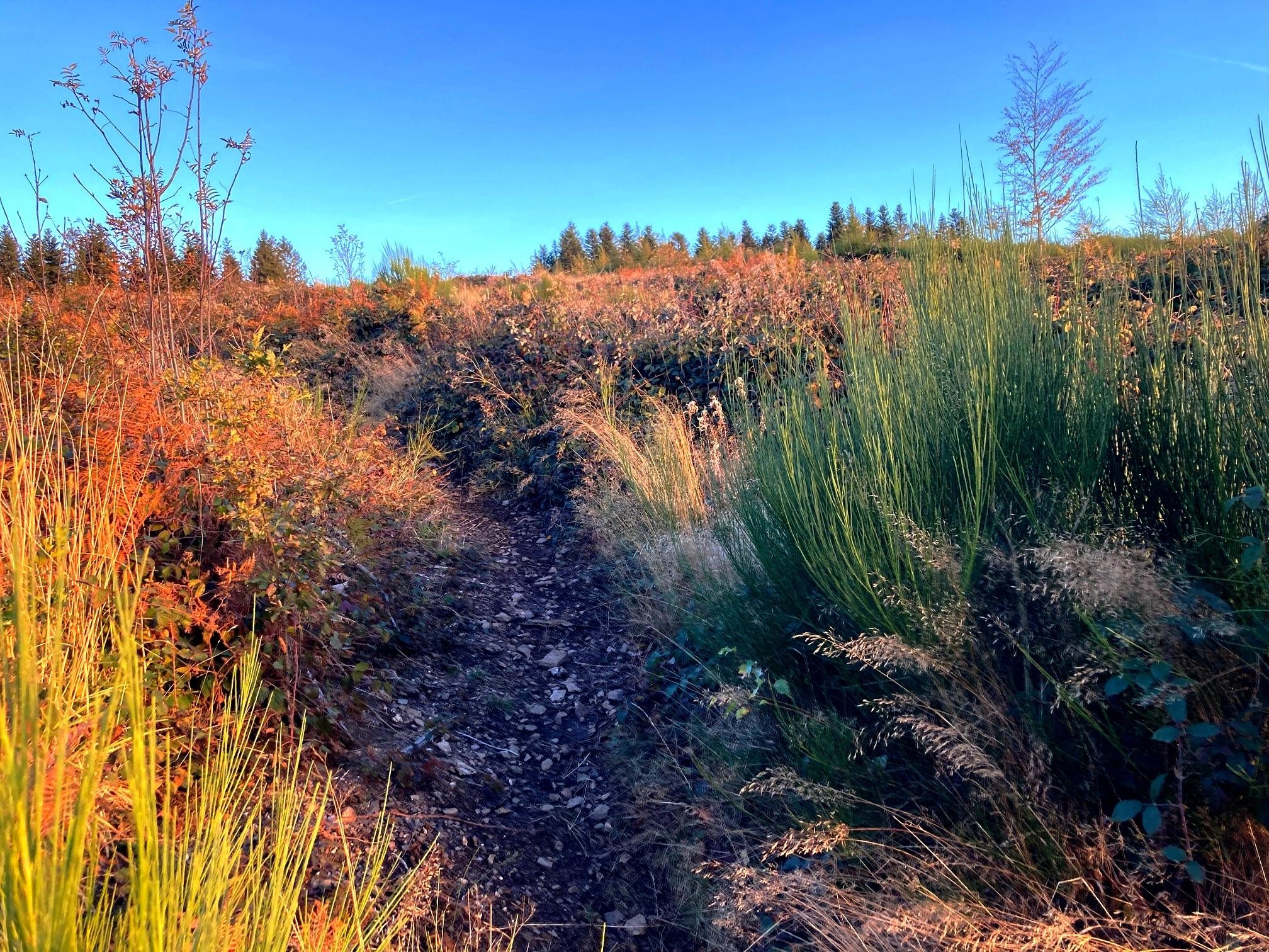 Montée dans la parcelle de coupe