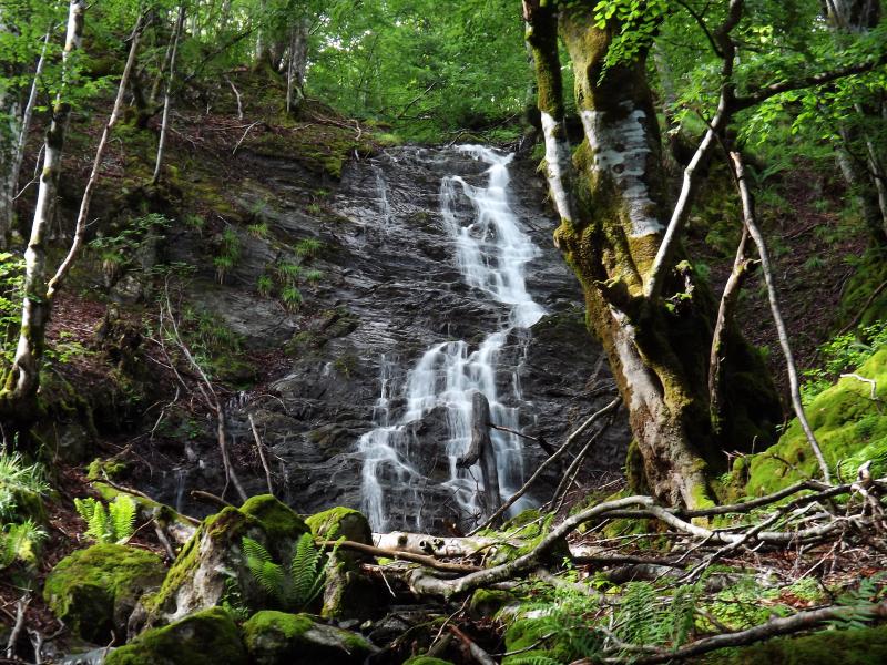 montée en forêt