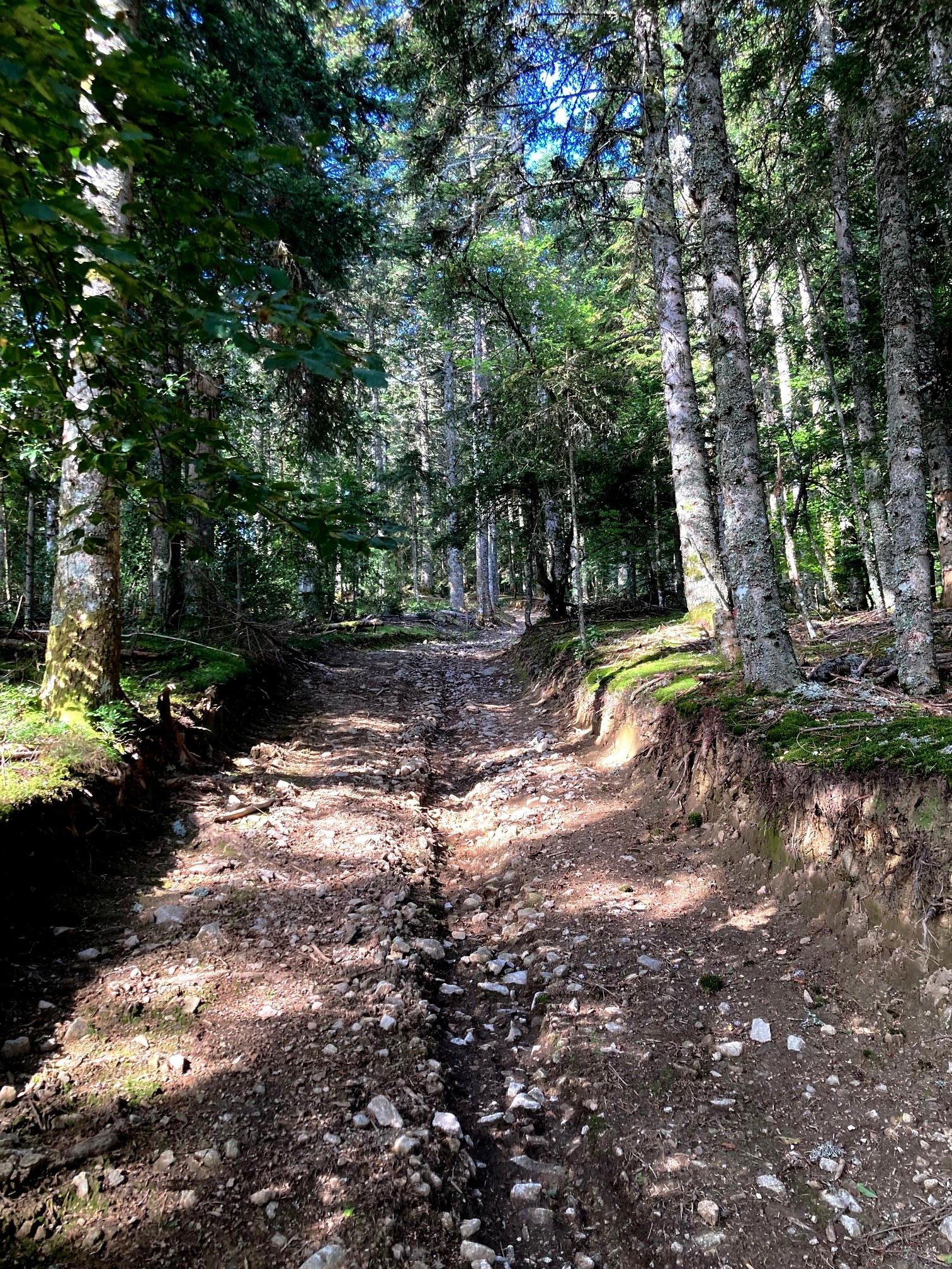 Montée en sous-bois