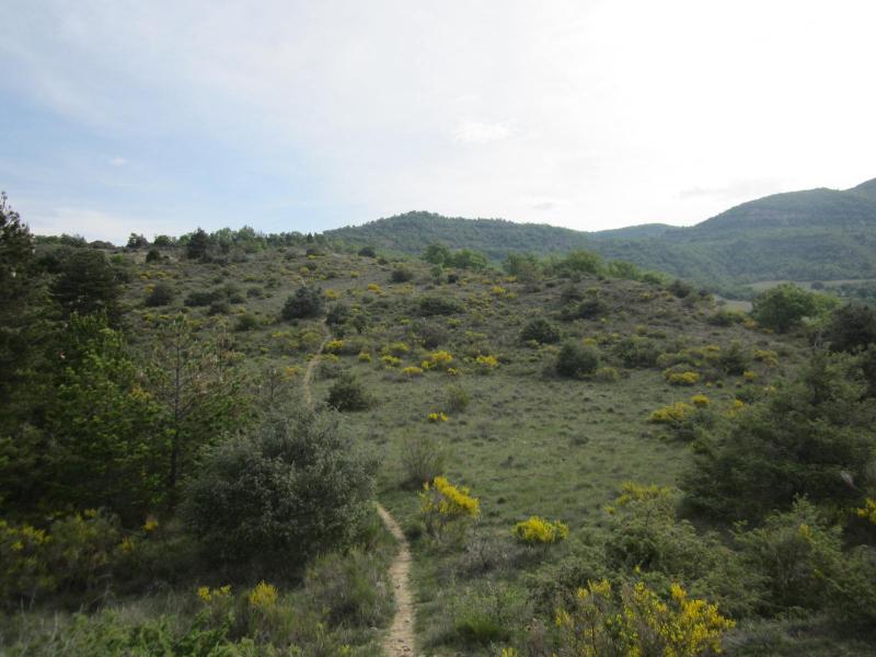 montée dans les genêts