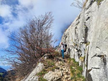 Mouflons, chamois et marmottes