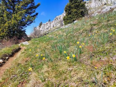 Mouflons, chamois et marmottes