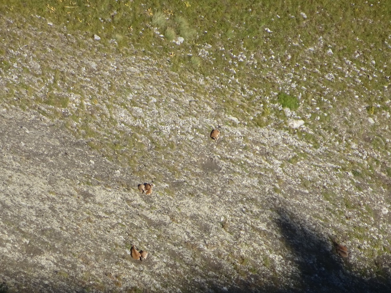 Mouflons vus depuis le sommet de la montagne de Chaudun