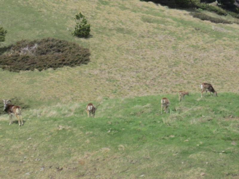 mouflons