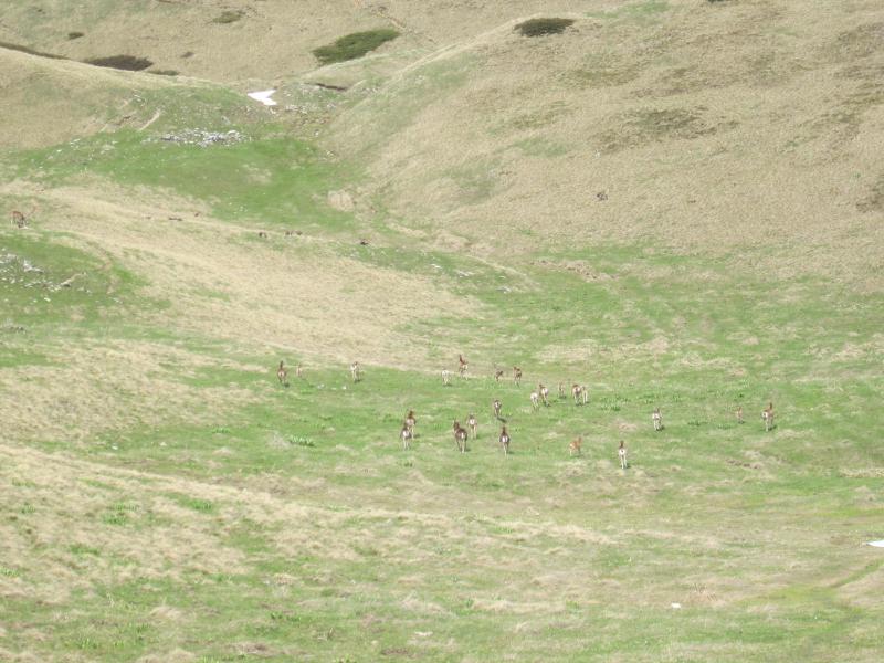 mouflons