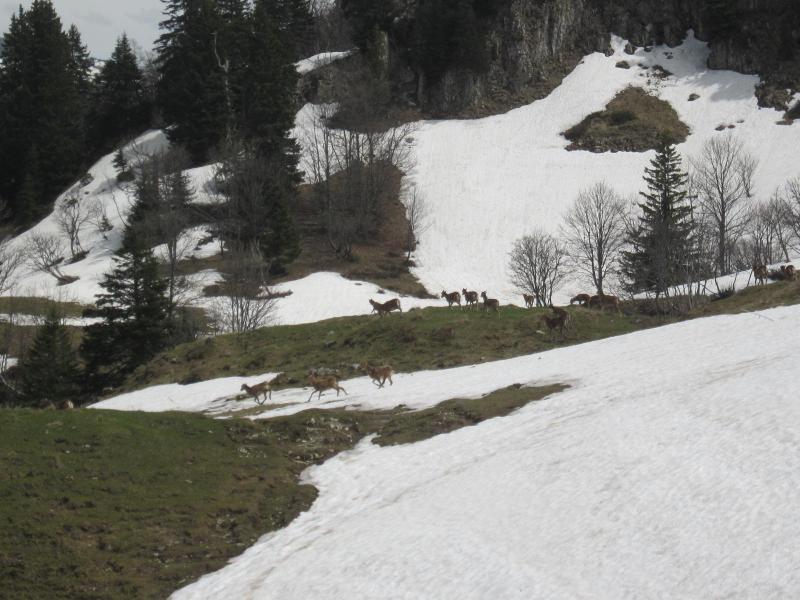 mouflons