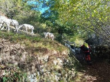 Les moutons du Sarrat