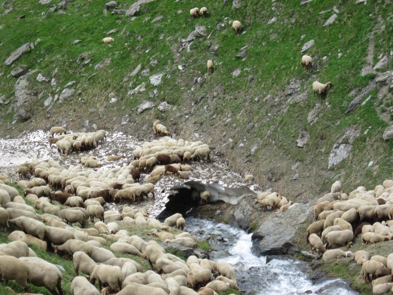 moutons sur et sous pont de neige!