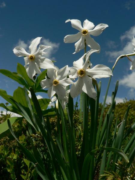 Narcisses sur la plateau des Ramées