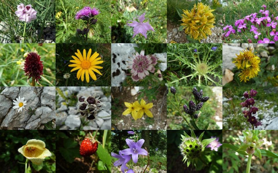 Nature en fête