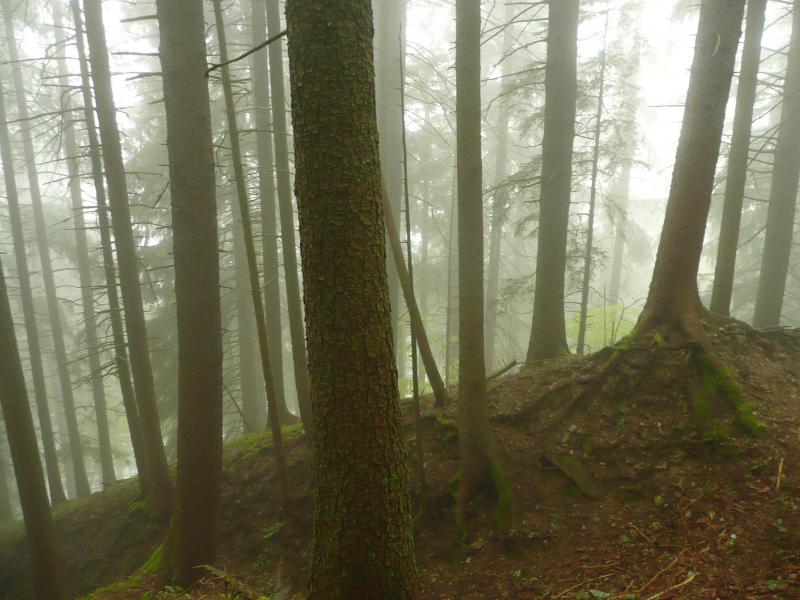Néanmoins de beaux sous bois moussus