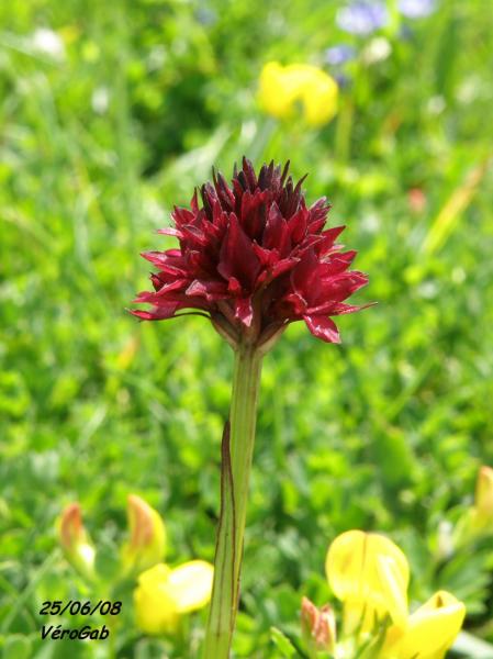 Nigritelle noirâtre