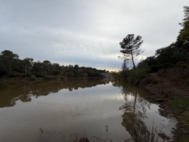 Balade l’après-midi avec Thalie 🐕