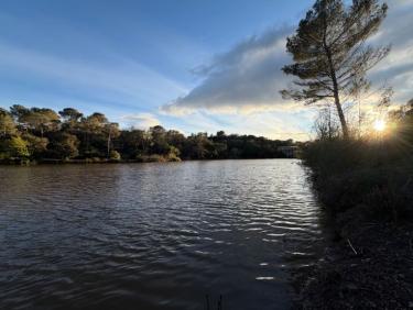 Balade en fin de journée avec Thalie 🐕