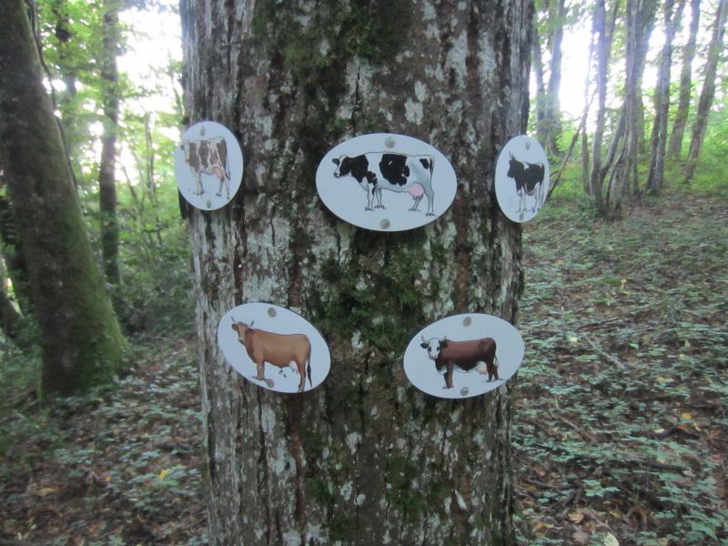 On va voir les vaches? 