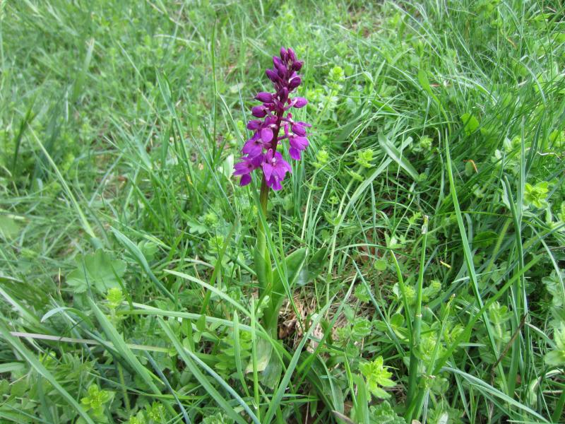 Orchis Mâle 2?