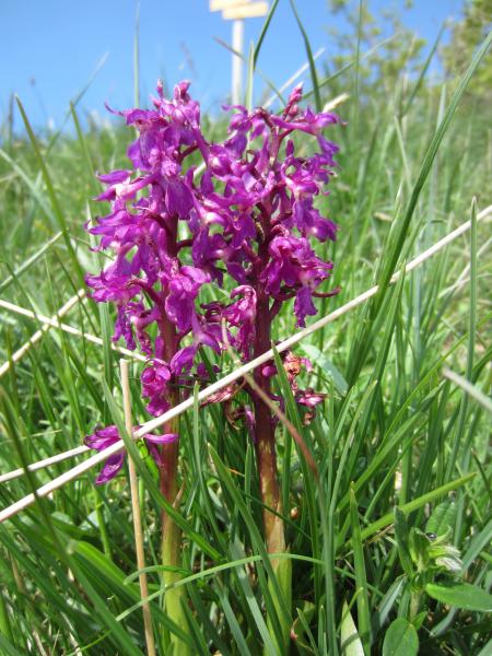 Orchis Superbe?
