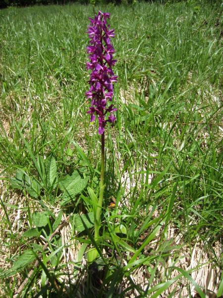 Orchis Mâle?