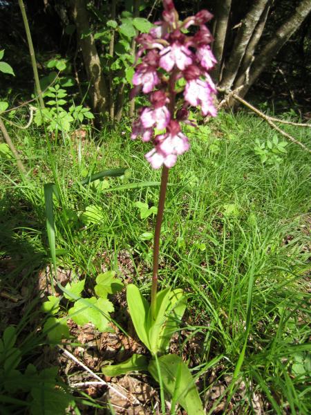 Orchis Pourpre?