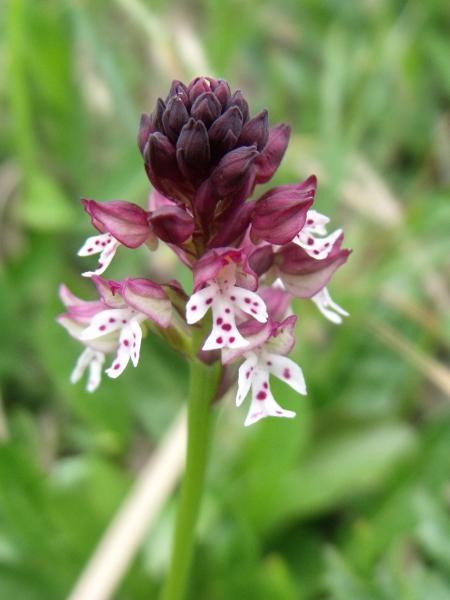 Orchis brulé
