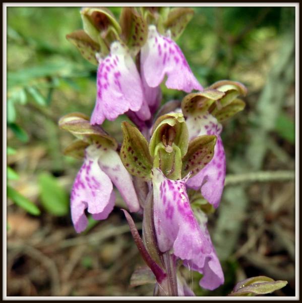 Orchis de Von Spitzel