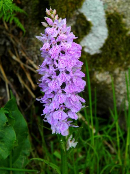 Orchis tacheté