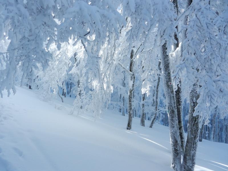 Ornement forestier