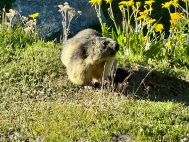 Alta Via 2 - Vallée d’Aoste 🇮🇹 : Refuge Alberto Deffeyes à La Thuile