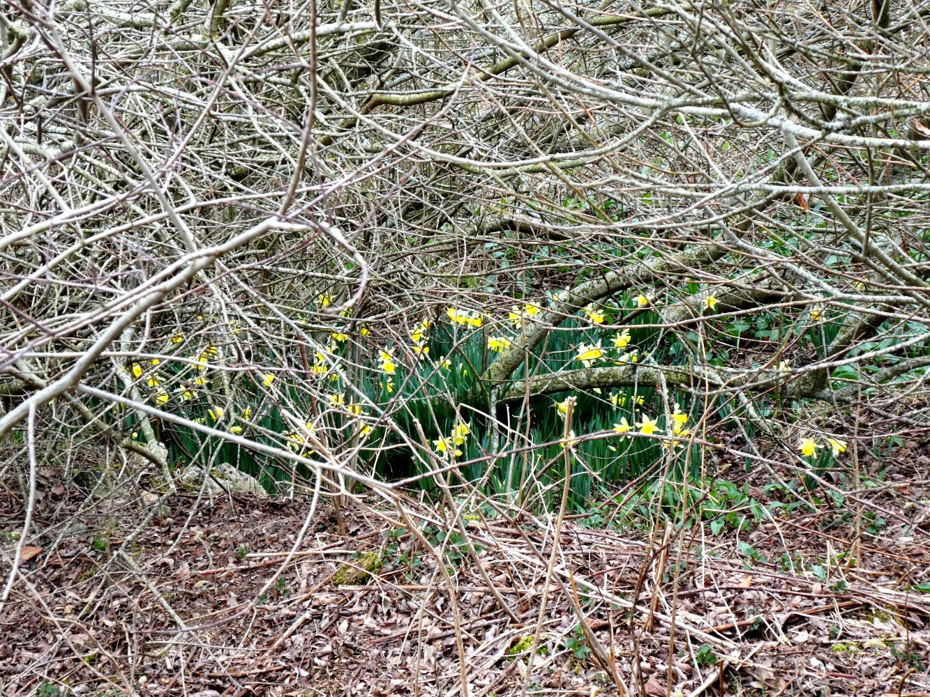 oasis printaniÃ¨re