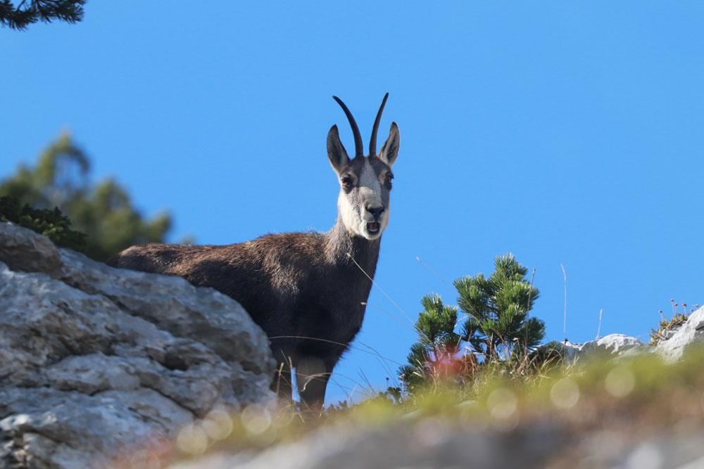 chamois de Chartreuse