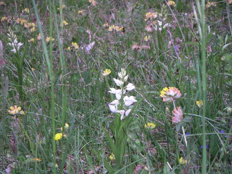 orchidée