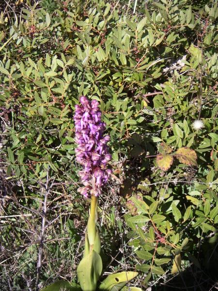orchidée