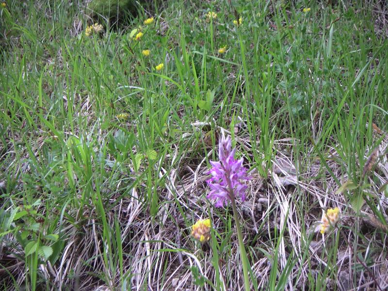 orchidée