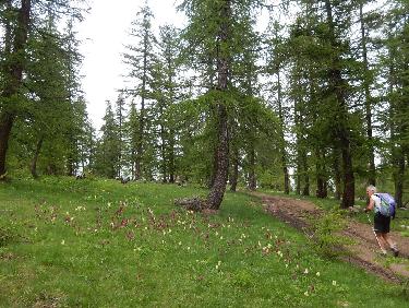 orchidÃ©es Ã  la tÃªte d&apos;OrÃ©ac