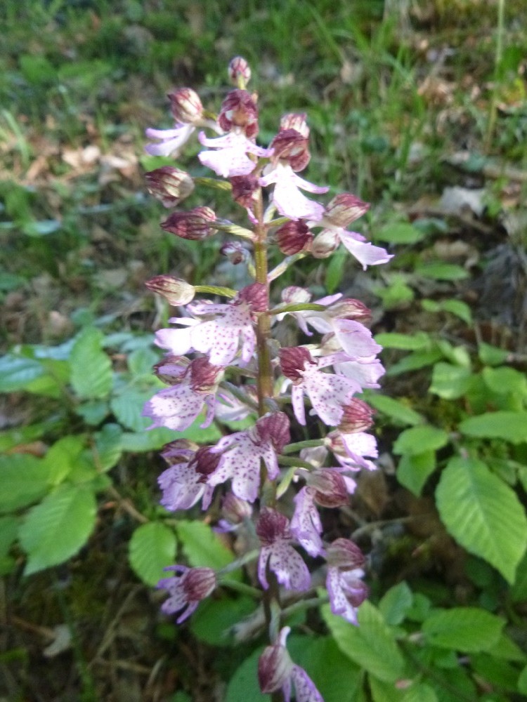 OrchidÃ©es 