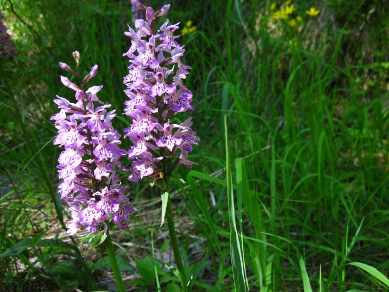 orchis bordant le sentier