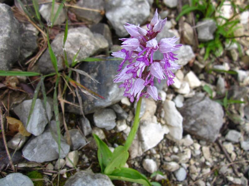 orchis militaire