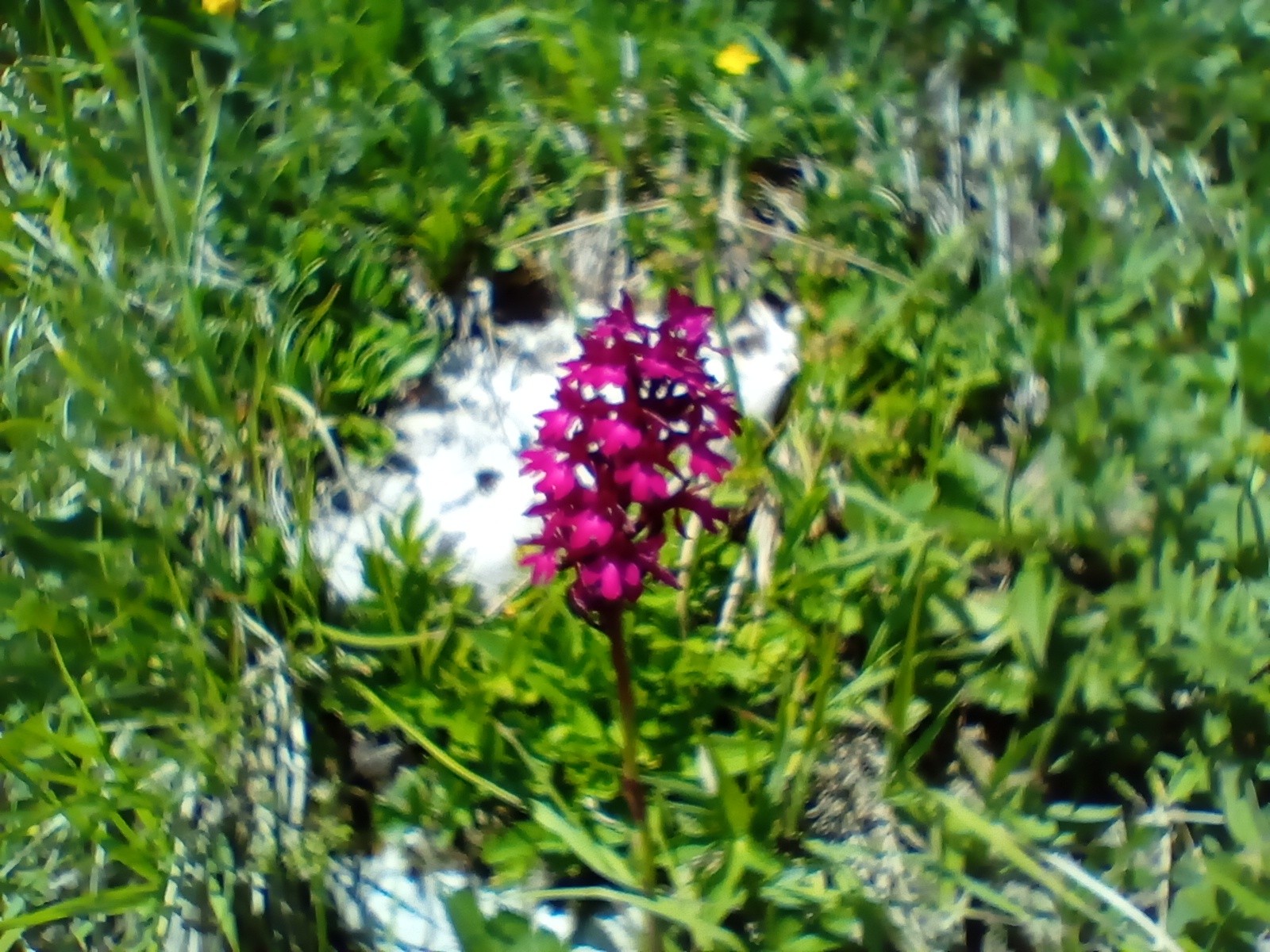 Orchis pyramidal