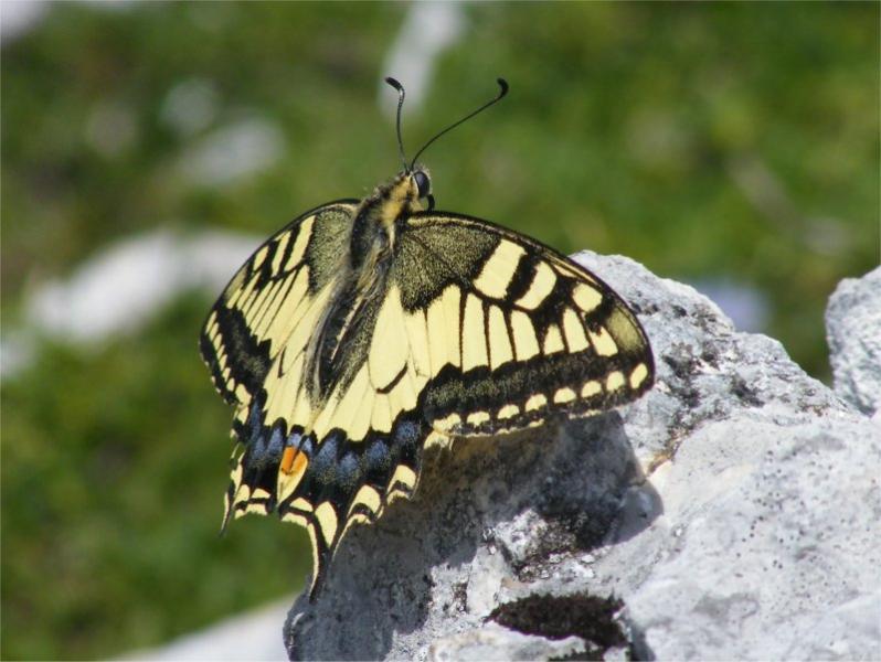 Papillon
