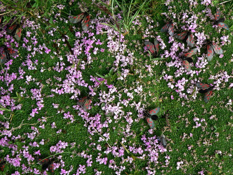 Papillons