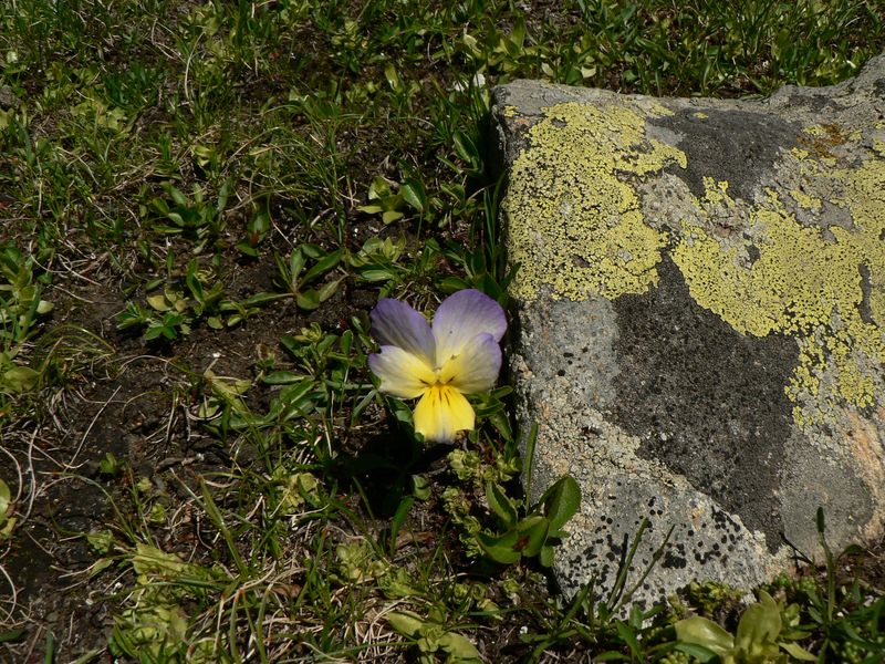 Pensée