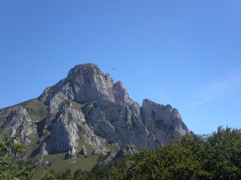 Percnoptère sur le Pic