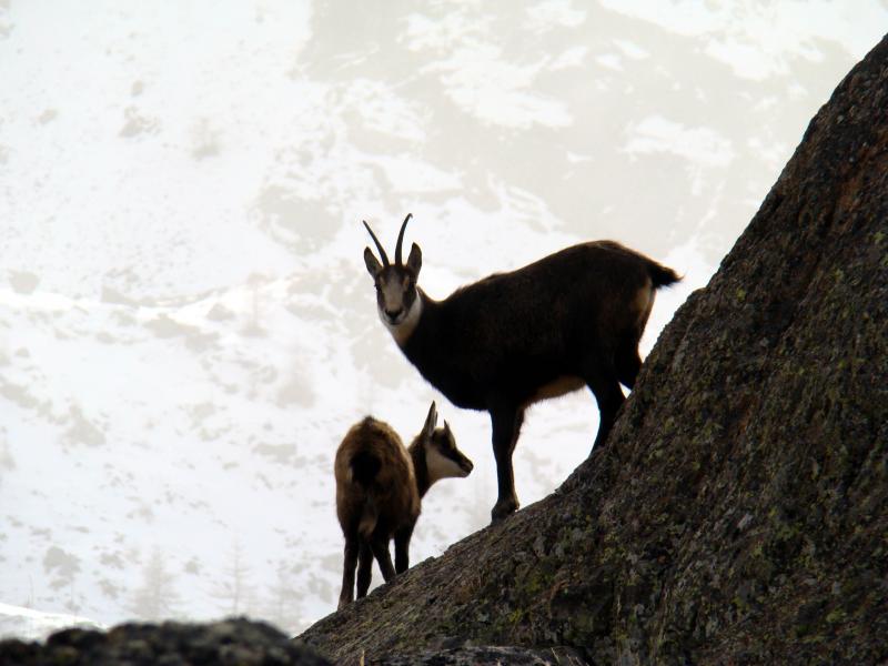 Petit chamois et sa mère