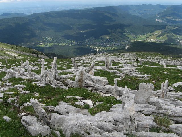 Petite Moucherolle