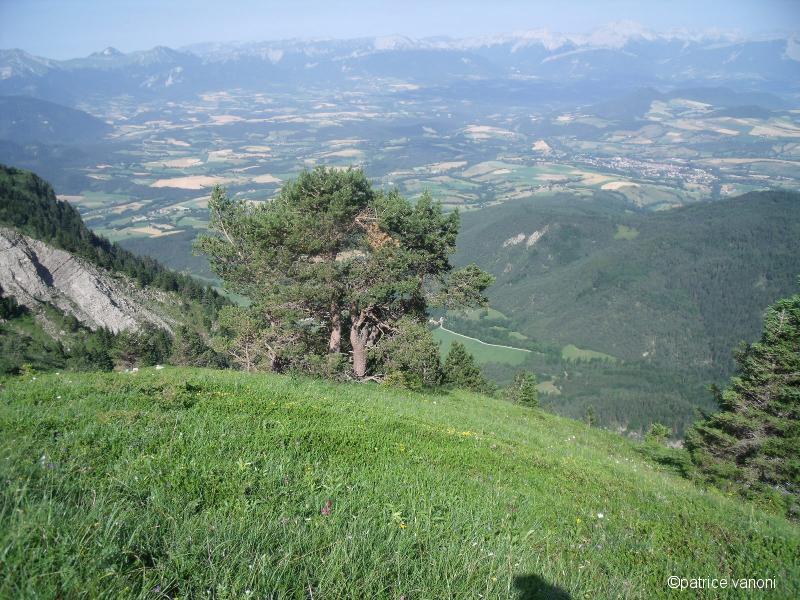 Pin caractéristique