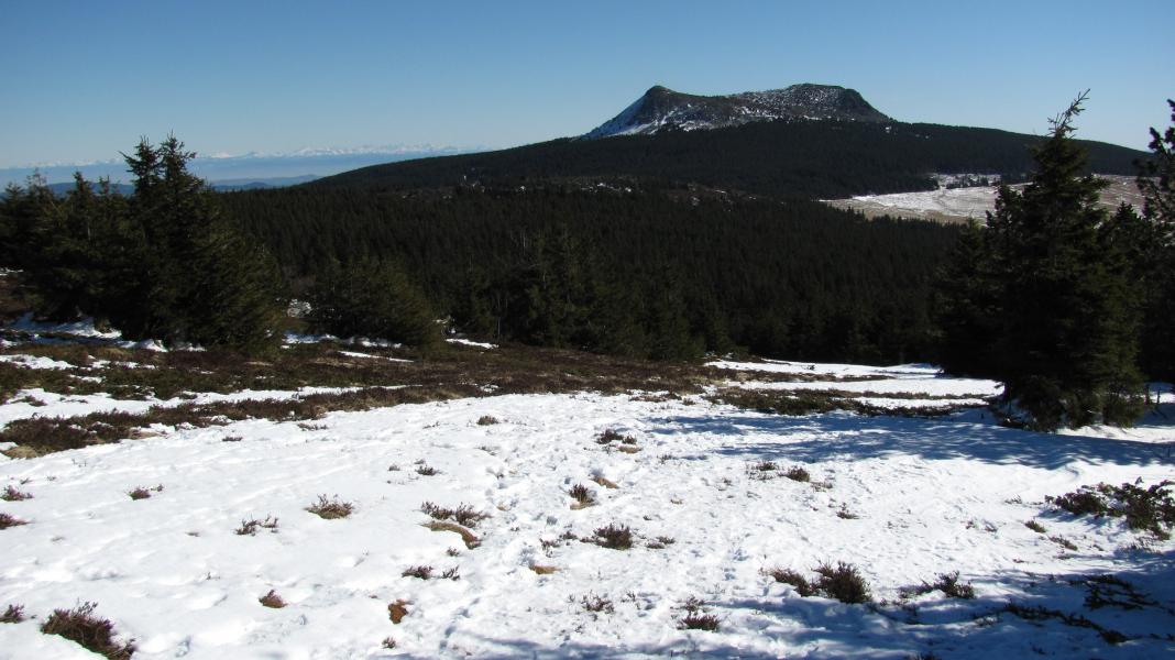 Piste verte (ski alpin)