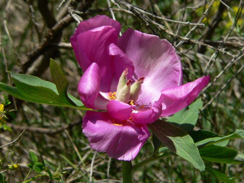 Pivoine