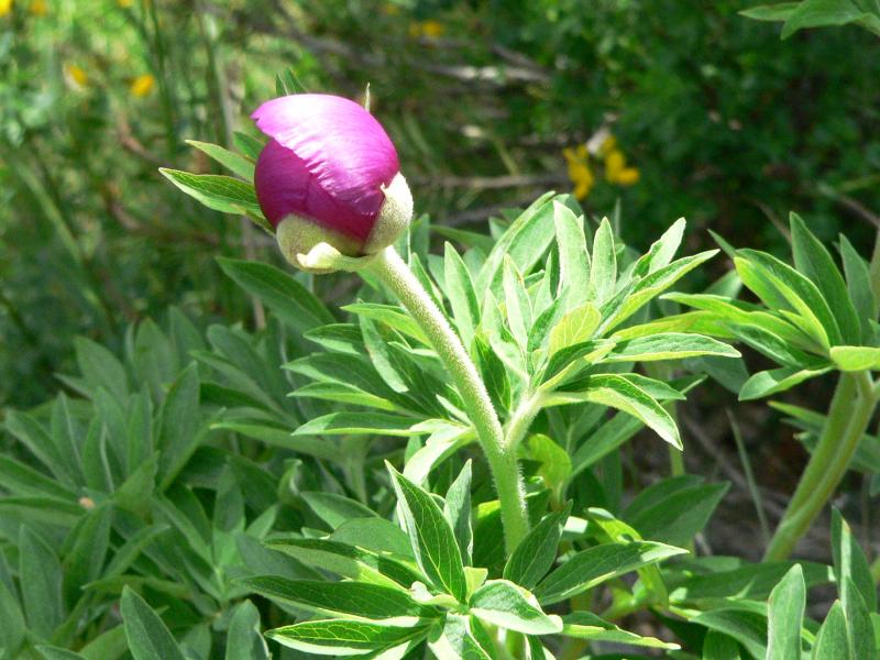 Pivoines