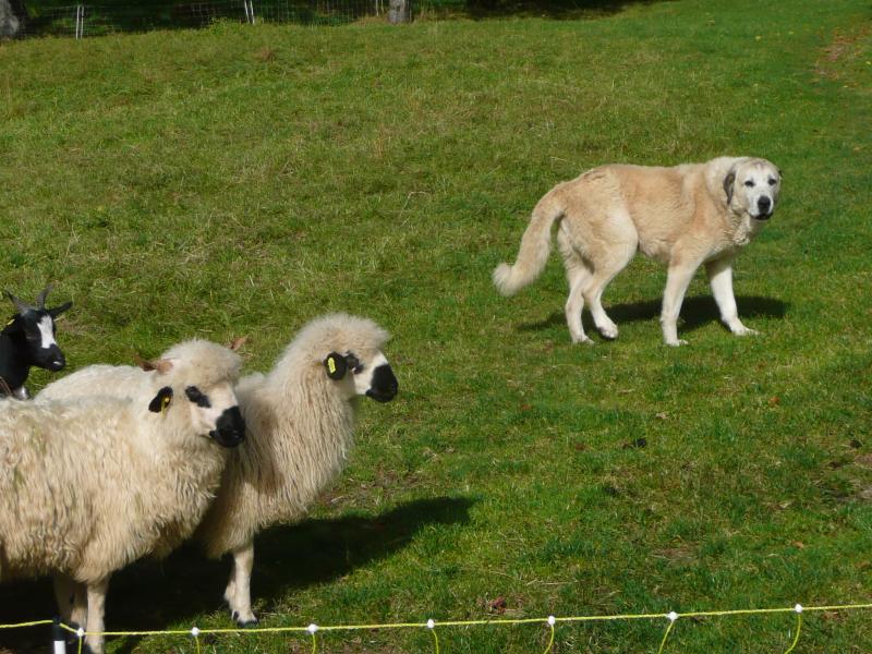 Popy monte la garde, les moutons sont bizarres !
